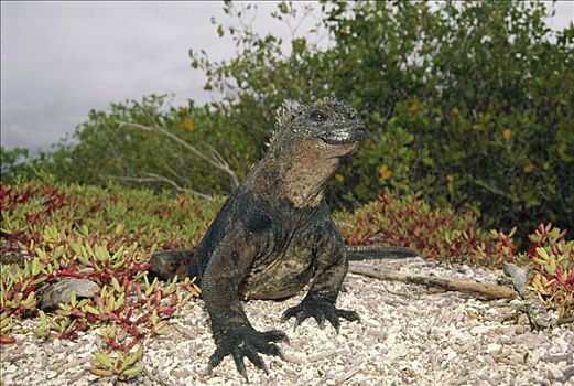 海鬣蜥,成年,雄性,学院,圣克鲁斯岛,加拉帕戈斯群岛,厄瓜多尔