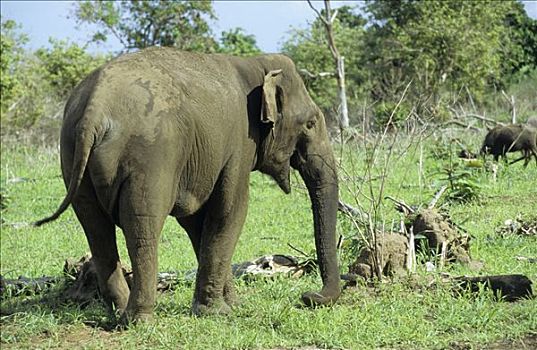 野生,大象,国家公园,斯里兰卡