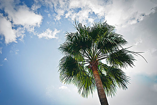 棕榈树,摩纳哥