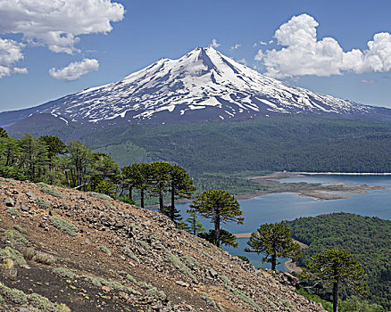 智利松,树,火山,湖,国家公园,区域