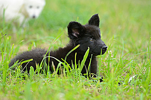 黑人,黑色,小狗,小动物,躺下,草地,巴伐利亚,德国