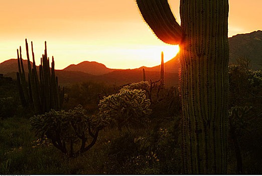 仙人掌,管风琴仙人掌国家保护区,亚利桑那,美国