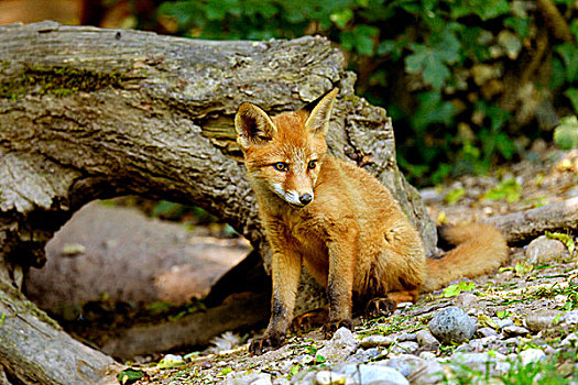 年轻,红狐,狐属,站立,正面,洞穴,巴塞尔,瑞士,欧洲