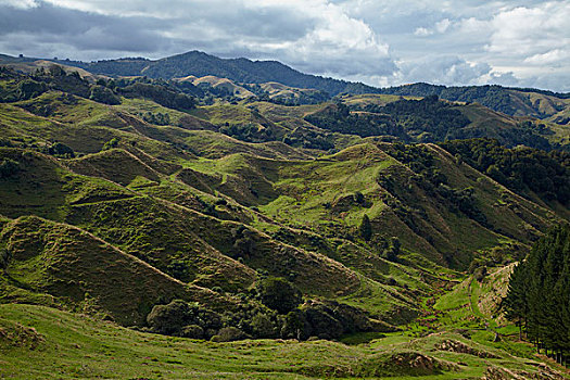 陡峭,农田,地区,北岛,新西兰