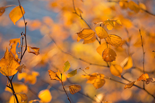 桦树,枝条,秋色,自然,背景