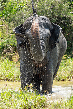 亚洲象在斯里兰卡国家公园沐浴