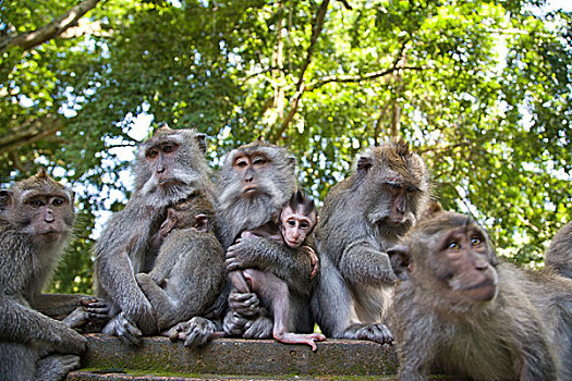 印度尼西亚,巴厘岛,省,乌布,短尾猿,食蟹猴,神圣,猴子,树林