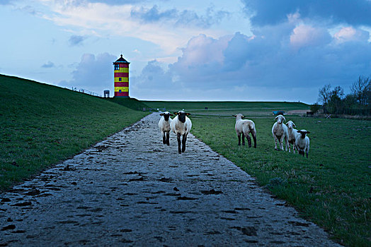 德国,下萨克森,东方,灯塔,搞笑,绵羊,堤岸