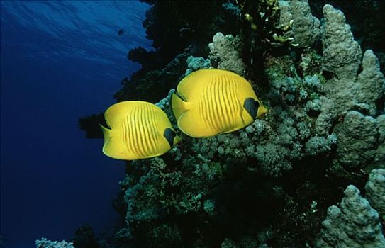 黄色蝴蝶鱼,红海,黃色蝴蝶鱼