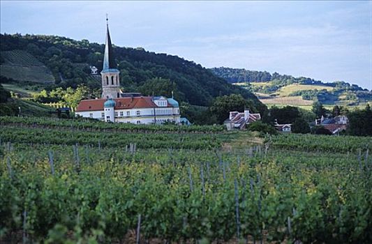 葡萄种植,靠近,下奥地利州,奥地利