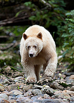白灵熊,美洲黑熊,灵熊,北不列颠哥伦比亚省,加拿大