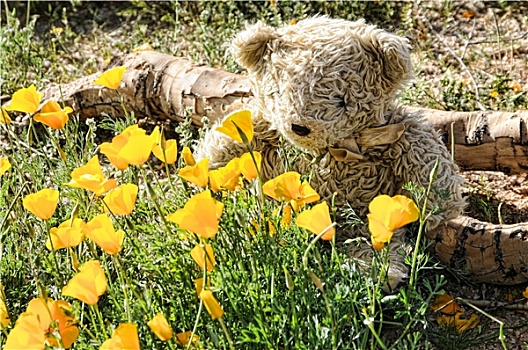 泰迪熊,嗅,野花