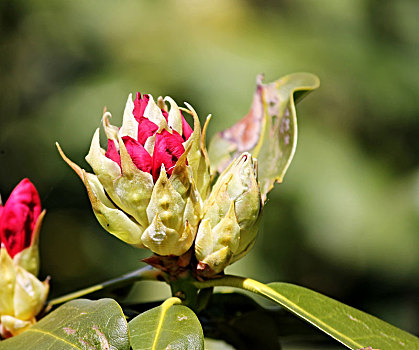 芽,红色,杜鹃花属植物