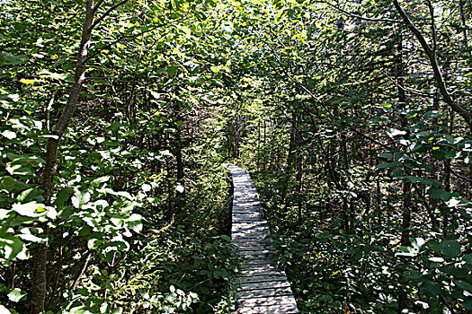 徒步旅行,格罗莫讷国家公园,纽芬兰,拉布拉多犬,加拿大