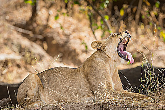雌狮,狮子,哈欠,南卢安瓜国家公园,赞比亚,非洲