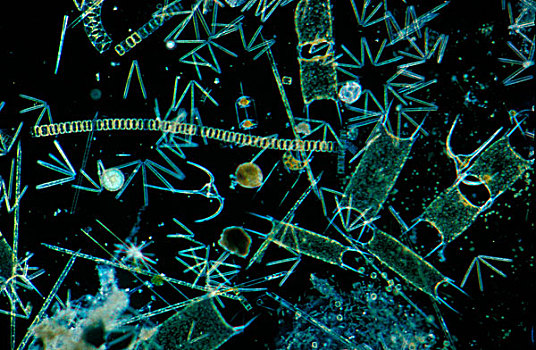 浮游生物,多样,硅藻属,英吉利海峡