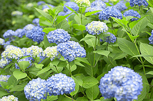 hydrangea