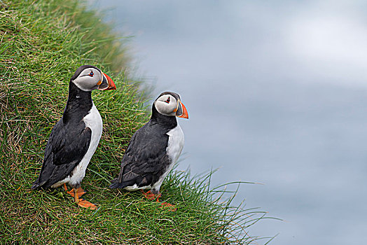 角嘴海雀,北极,法罗群岛,丹麦,欧洲