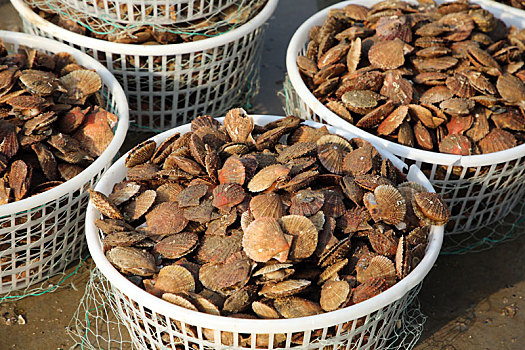 山东省日照市,养殖扇贝大丰收仅售5元一斤,吃货笑称,吃不起猪肉,那就多吃海鲜