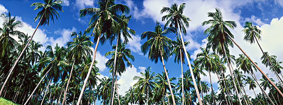 椰树,椰,海滩,苏梅岛,泰国,亚洲