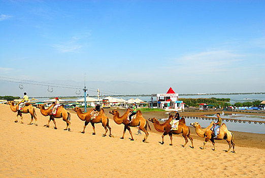 宁夏沙湖中的骆驼队
