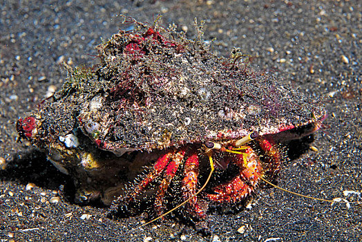 多毛,红色,寄居蟹,上方,沙,仰视,苏拉威西岛,印度尼西亚,亚洲