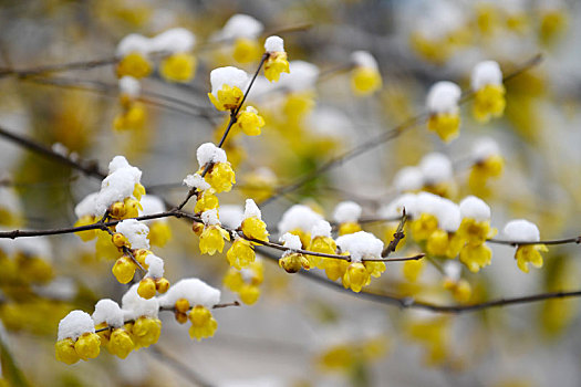 贵州仁怀,数萼初含雪