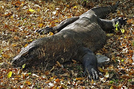 科摩多巨蜥,科摩多龙,科莫多国家公园,世界遗产,科莫多,印度尼西亚,亚洲