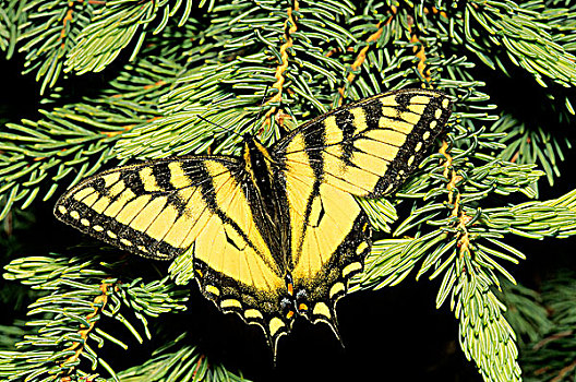 凤蝶,北方生物带,艾伯塔省,加拿大