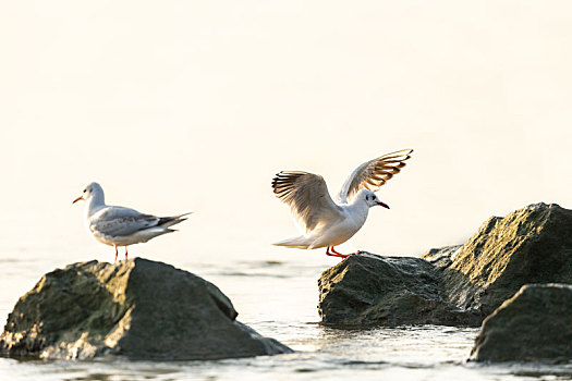红嘴鸥在海面或开阔的湖泊水面觅食