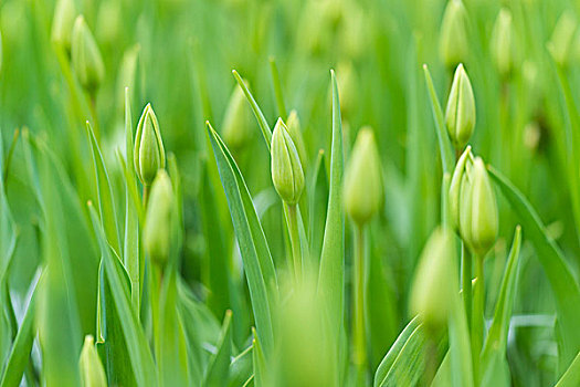 特写,绿色,郁金香,芽,春天,库肯霍夫花园,荷兰南部,荷兰