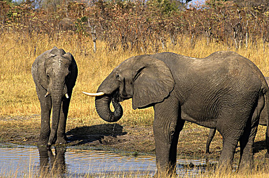 津巴布韦,万基国家公园,非洲象