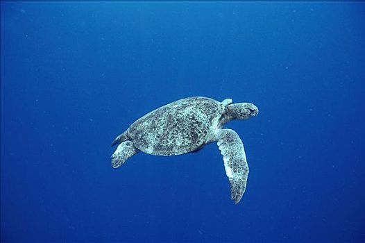 绿海龟,龟类,海洋,岛屿,西巴丹岛,休息,婆罗洲