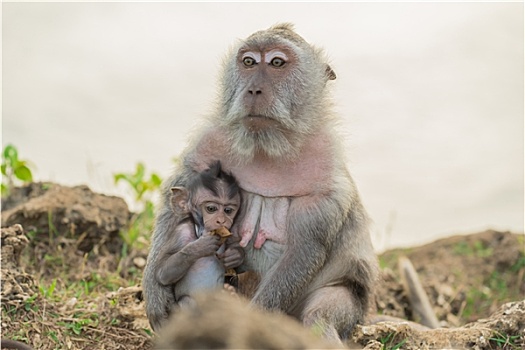 野生動物,野生,猴子,幼仔,棲息地