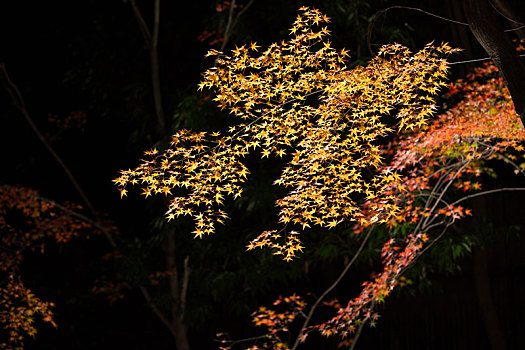 日本京都著名旅游赏枫景点,北野天满宫御土居夜枫,夜晚枫叶景观