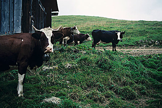 母牛,户外,谷仓,地点