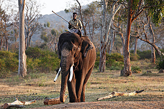 骑,大象,亚洲,东方,大象训练营,国家,公园,泰米尔纳德邦,印度南部,印度,南亚