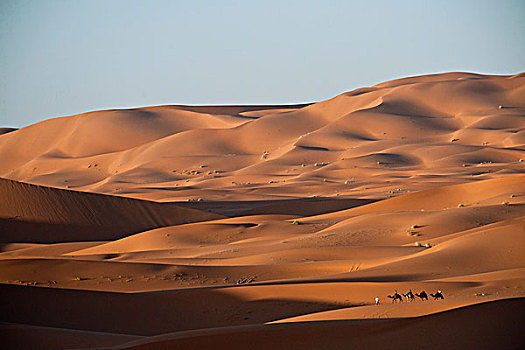 单峰骆驼,驼队,沙漠,摩洛哥