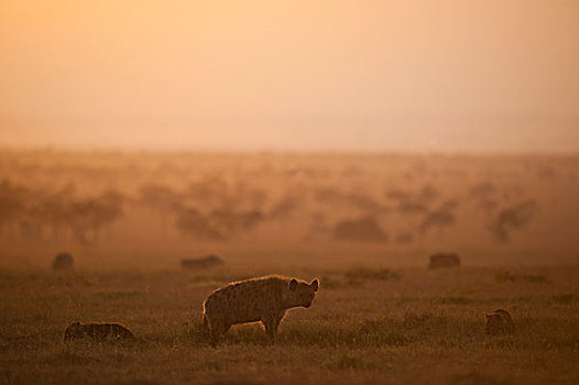 肯尼亚,鬣狗,幼兽,黎明