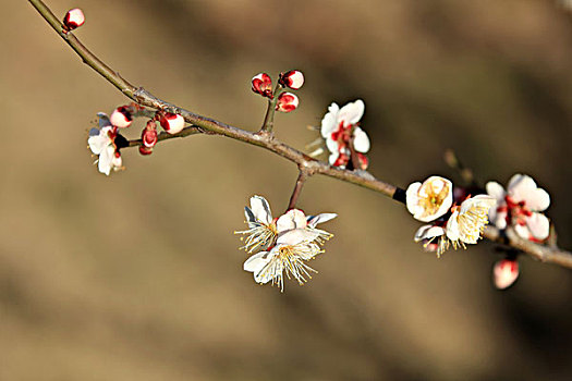 梅花