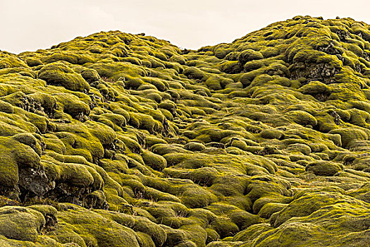 石头,风景,繁茂,苔藓,靠近,南方,区域,冰岛,欧洲