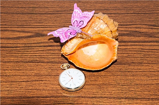 海貝,表