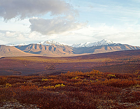 美国,阿拉斯加,怀俄明,山,苔原,德纳利国家公园和自然保护区