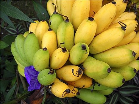 香蕉,水果,枝条,黄色,上方,绿色