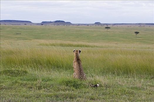 印度豹,猎豹,向外看,马赛马拉国家保护区,肯尼亚