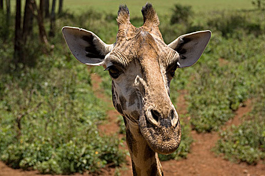 罗特希尔德长颈鹿,长颈鹿,中心,内罗毕,肯尼亚