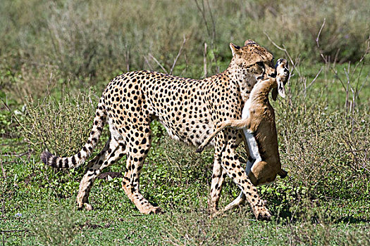 非洲,坦桑尼亚,印度豹,杀,恩戈罗恩戈罗,保护区
