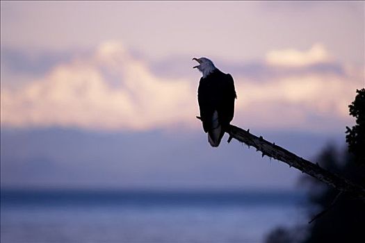 白头鹰,栖息,树上,枝条,发声,日出,背景,东南阿拉斯加,冬天