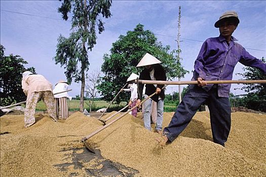 越南,长,农民,弄干,稻米