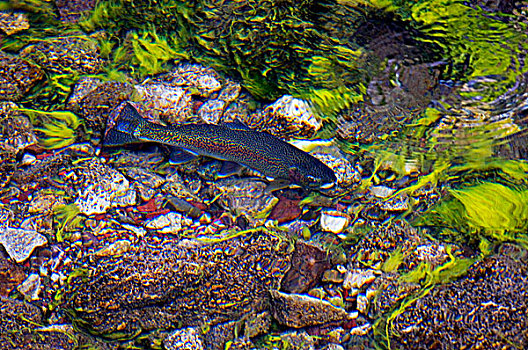 虹鳟鱼,虹鳟,游动,河,碧玉国家公园,艾伯塔省,加拿大